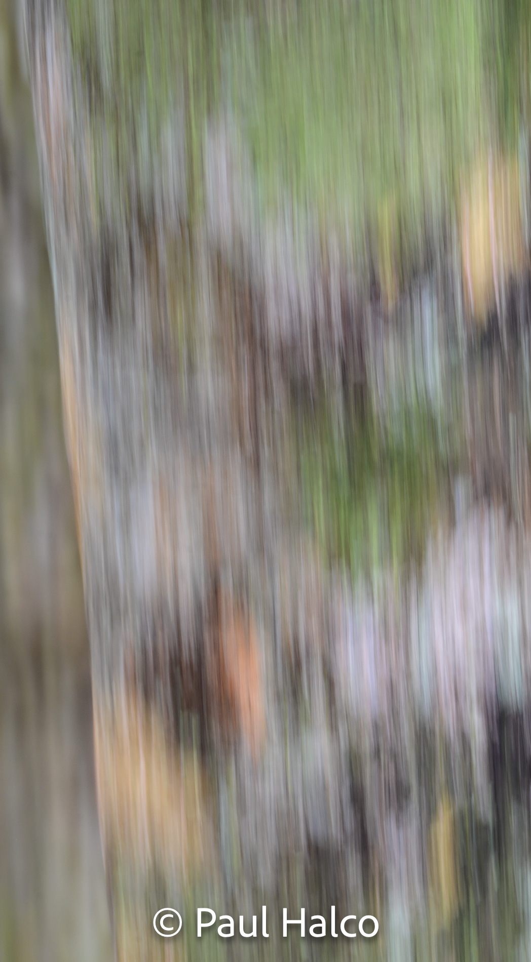 Paul Halco - Congaree NP-3